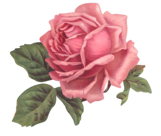 ������ɫõ�廨��廭PNG���ͼ