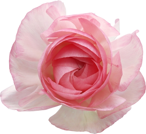 ������ɫõ�廨��PNG���ͼ