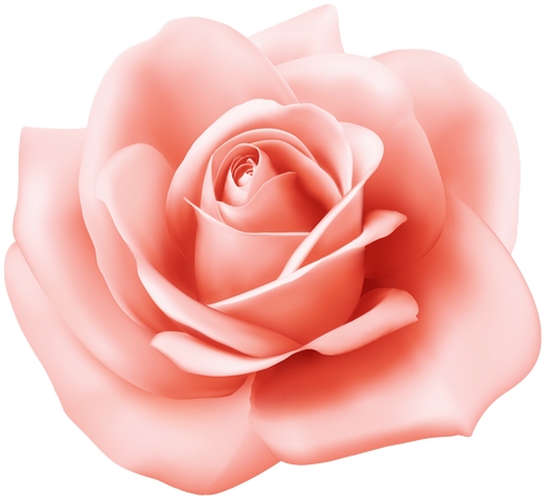 ʢ����ͷ�ɫõ�廨PNG���ͼ