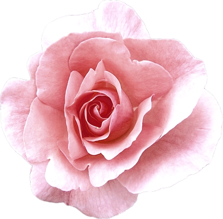 ������ɫõ�廨��PNG���ͼ