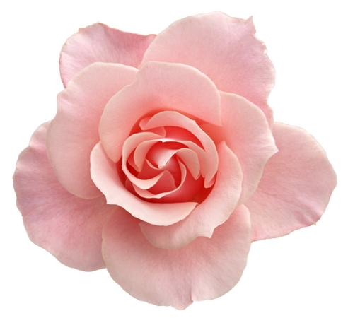 ���ʷ�ɫõ�廨����дPNG���ͼ