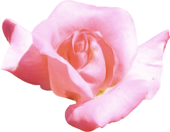 �����»�����ͷ�ɫõ�廨PNG���ͼ