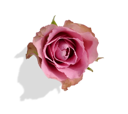 ���·�ɫõ�廨�廭PNG���ͼ