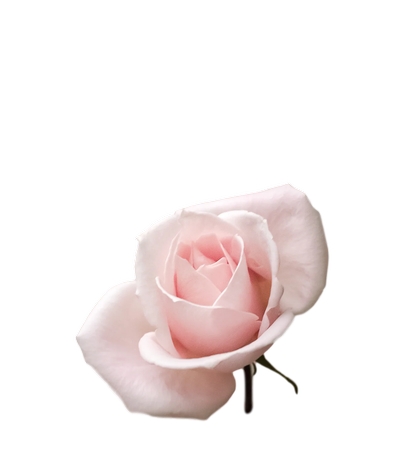 ʢ����ɫõ�廨PNG���ͼ