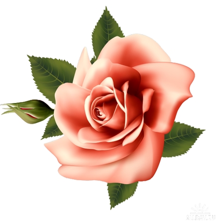 ����Ҷ������ɫõ�廨PNG���ͼ