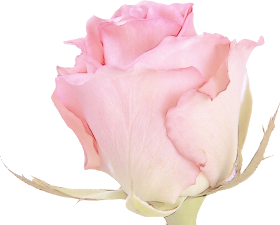 �����»����ɫõ�廨PNG���ͼ