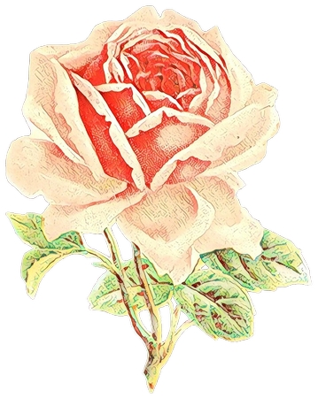 ��Ҷ�����ŷ�ɫõ�廨�廭PNG���ͼ