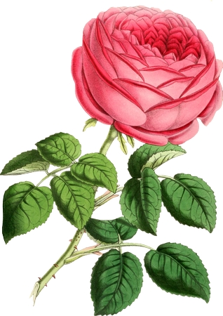 ����Ҷ��ɫõ�廨�廭PNG���ͼ