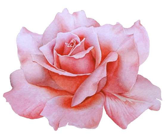 ������ɫõ�廨��PNG���ͼ