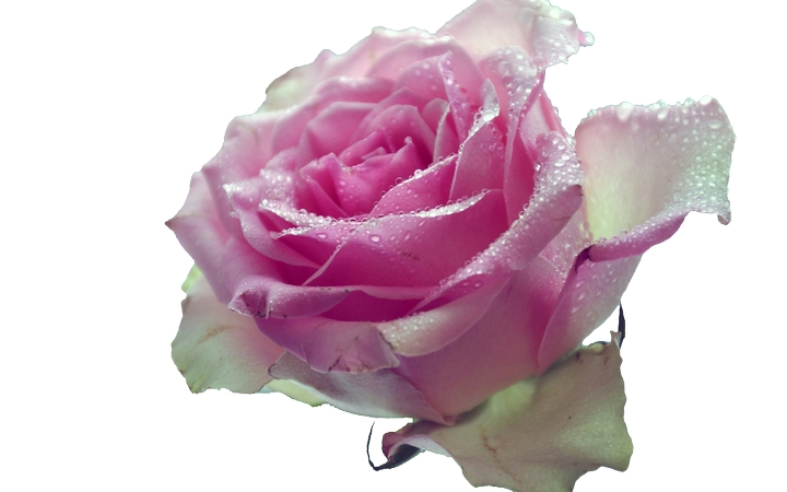 ��¶���ɫõ�廨PNG���ͼ