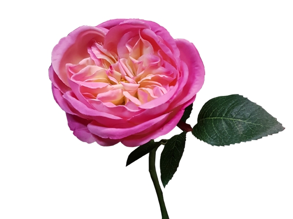 ���·�ɫõ�廨��廭PNG���ͼ