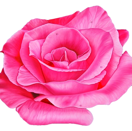 ������ɫõ�廨����дPNG���ͼ