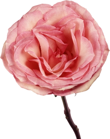 ���·�ɫõ�廨��PNG���ͼ