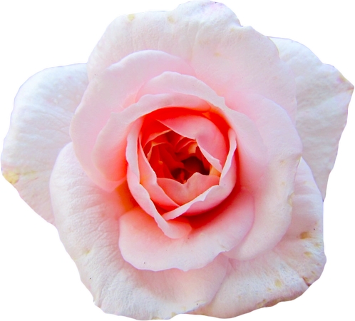 �������ŷ�ɫõ�廨��дPNG���ͼ