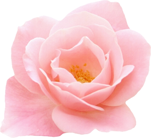 ������ɫõ�廨�ٲ廭PNG���ͼ