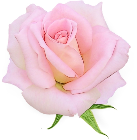 ��ͷ�ɫõ�廨��PNG���ͼ