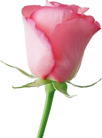 ������ɫõ�廨�廭PNG���ͼ