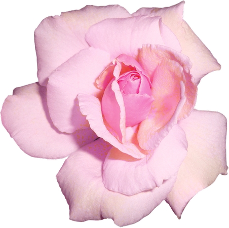 ������ɫõ�廨��дPNG���ͼ