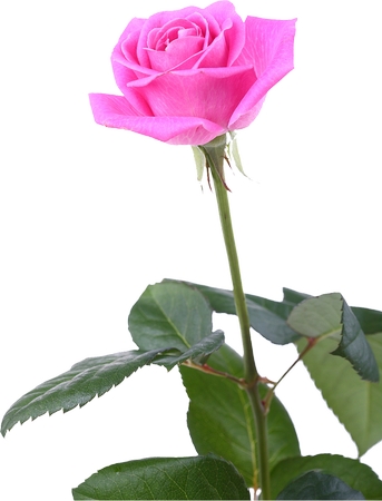 ����Ҷ�ӷ�ɫõ�廨PNG���ͼ