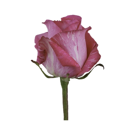 ������ɫõ�廨PNG���ͼ