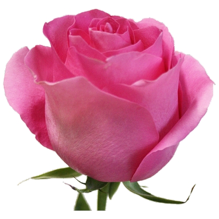 ��ɫõ�廨����дPNG���ͼ