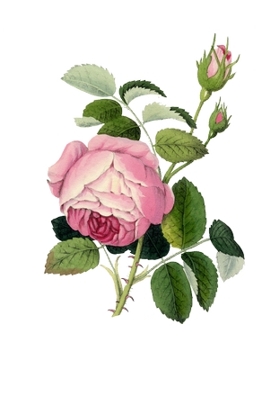 ��ɫõ�廨ֲ��ѧ�廭PNG���ͼ