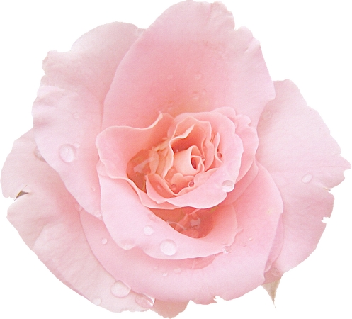 ��ˮ�η�ɫõ�廨PNG���ͼ