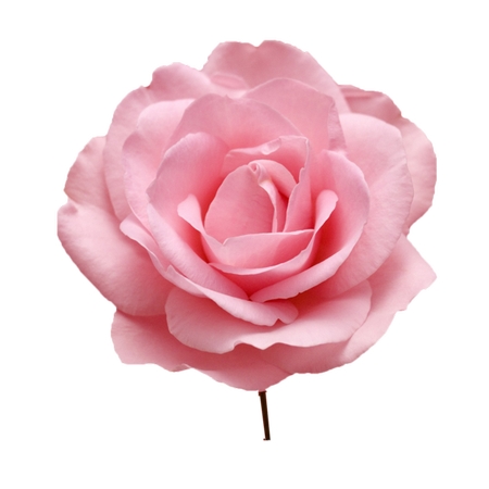 ������ɫõ�廨PNG���ͼ