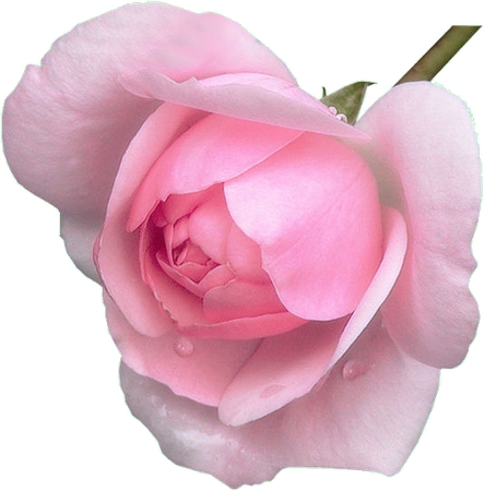 ��ɫõ�廨��PNG���ͼ