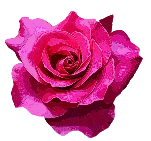 ��ϸ�廭������ɫõ�廨PNG���ͼ