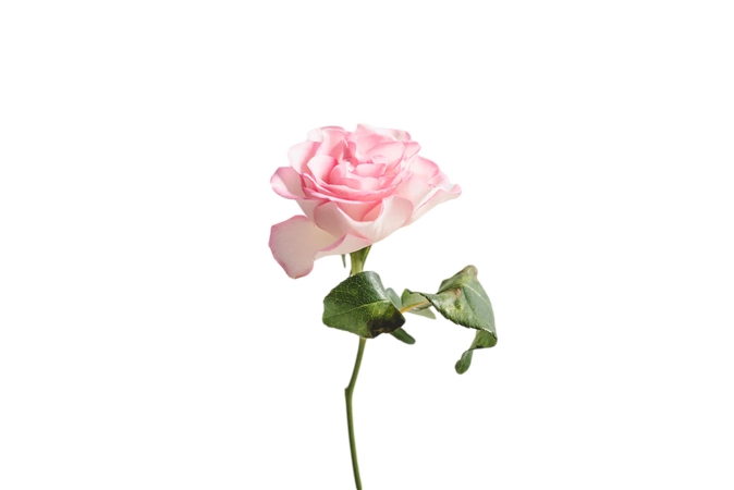 ���ŷ�ɫõ�廨��PNG���ͼ