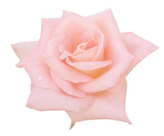 ���·�ɫõ�廨����PNG���ͼ