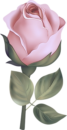 ���ŷ�ɫõ�廨��PNG���ͼ