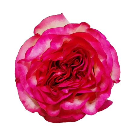 ������ɫõ�廨��PNG���ͼ