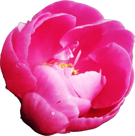 ��¶���ɫõ�廨PNG���ͼ