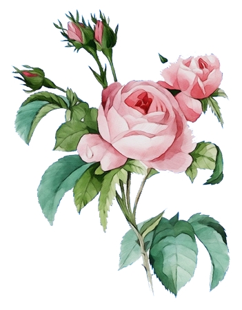 ��ɫõ�廨�ͻ��ٲ廭PNG���ͼ