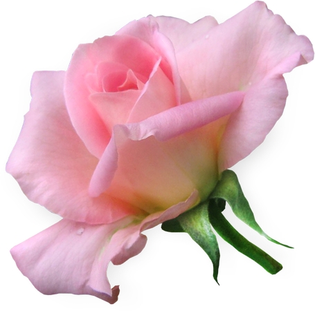 ʢ�����·�ɫõ�廨PNG���ͼ