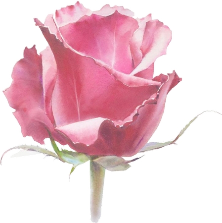 ʢ����ɫõ�廨PNG���ͼ