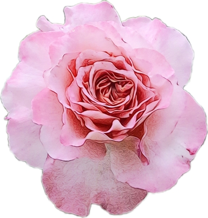 ��ϸ��ɫõ�廨�ٲ廭PNG���ͼ