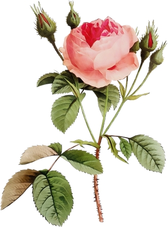 �����ɫõ�廨�廭PNG���ͼ