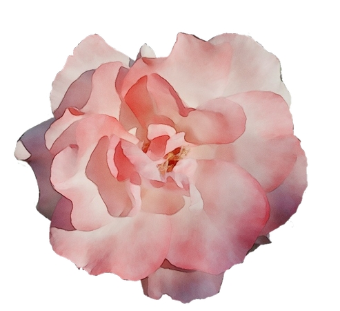 �������ɫõ�廨�廭PNG���ͼ