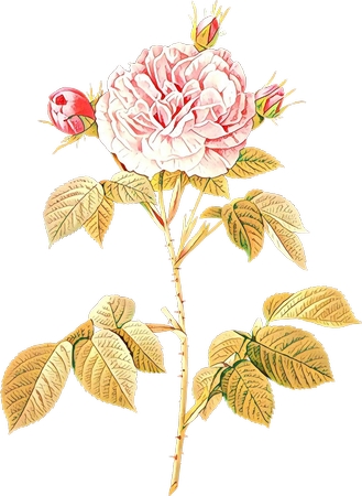 ������ɫõ�廨�廭PNG���ͼ