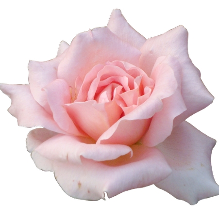 ���·�ɫõ�廨��PNG���ͼ