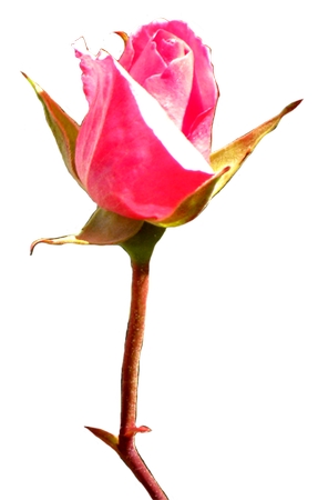 ������ɫõ�廨�廭PNG���ͼ