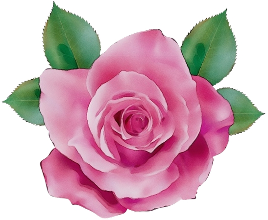 ����Ҷ��ɫõ�廨PNG���ͼ