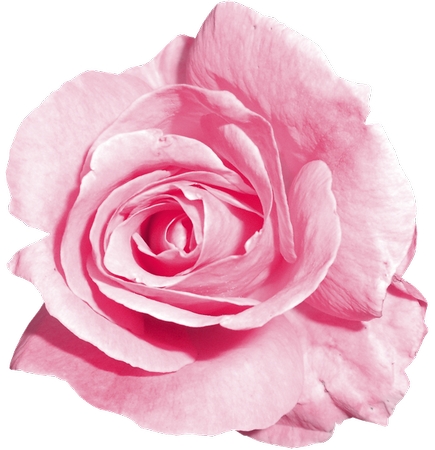 ��ɫõ�廨����дPNG���ͼ