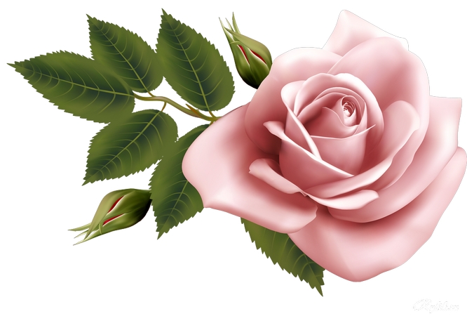 ��ɫõ�廨ֲ��ѧ֮��PNG���ͼ