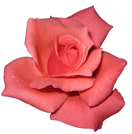 ʢ�����·�ɫõ�廨PNG���ͼ