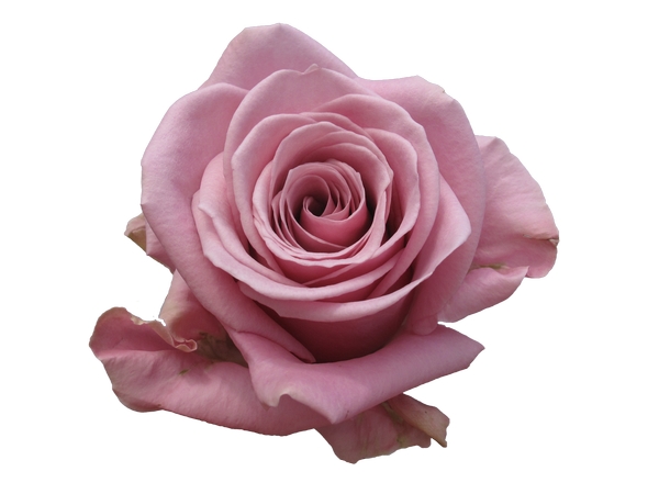 ��ɫõ�廨����дPNG���ͼ