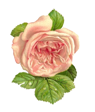 ����Ҷ������ɫõ�廨PNG���ͼ2